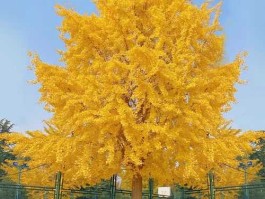 银杏树树苗？银杏树移栽的正确方法？