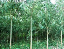 中国竹柳信息网（柳树种植前景和利润？）