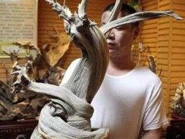 崖柏（崖柏价值？）