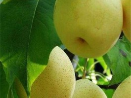 梨子手机 好听的水果名字手机？