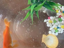 池中烟雨h？烟雨江湖锦鲤产卵条件？