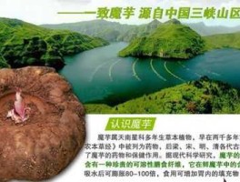 一致魔芋？湖北一致魔芋怎么样在行业里知名度如何？