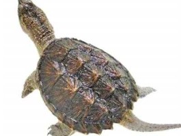 鳄鱼龟价格 广东鳄鱼龟价钱？