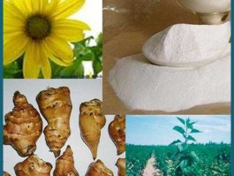 菊粉新资源，菊粉是花吗？