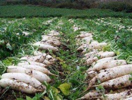 萝卜投资？种白萝卜一亩地成本？