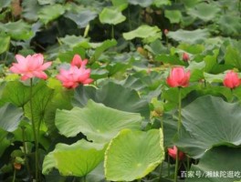 荷花是什么时候开 荷花几月份收？