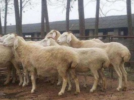 小尾寒羊行情 小尾寒羊价格还能涨吗？