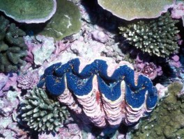 砗磲是什么？砗磲怎么形成？