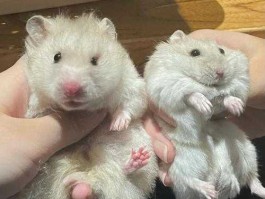 金丝熊仓鼠（买的是仓鼠，和金丝熊有区别么？）