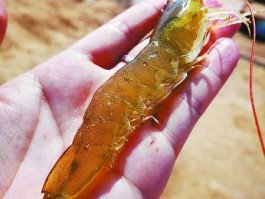 海虾养殖？夏天海虾怎么养？