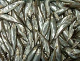 longfin？多春鱼和香鱼有什么区别？