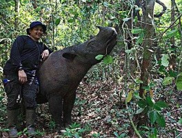 苏门答腊犀牛？苏门答腊岛旁边有多少国家？