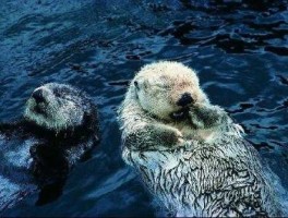 电风猴？电风猴是怎么样的一种动物？