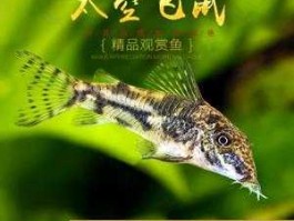 太空飞鼠？鼠鱼有多少种？