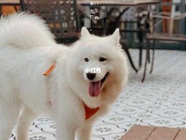 深圳萨摩耶，萨摩耶科技是干什么的？