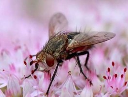 苍蝇的寿命（苍蝇的寿命是多少时间？）