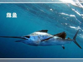 旗鱼系统（旗鱼游泳速度？）