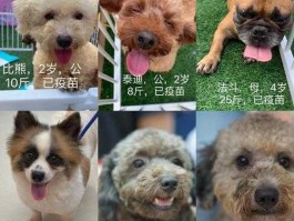 上海宠物论坛？宠物买卖网站哪个好？