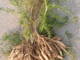 天冬价格（天冬的生长周期有多长？）