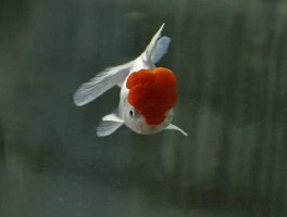 红帽，红帽子鱼能长多大？