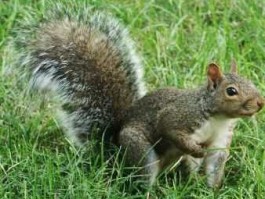 金背松鼠，哪种松鼠是保护动物？