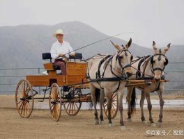 三驾马车，三驾马车是什么意思？