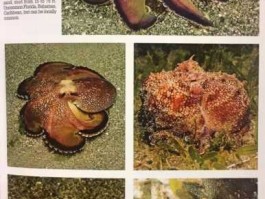 章鱼星球，什么叫做章鱼星球？