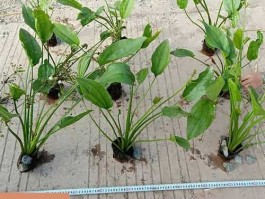 水生植物种植，水生植物怎么种？