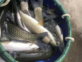 草鱼价格（重庆最近草鱼多少钱一斤？）