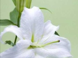 叶劲 百合与百合花有什么区别？