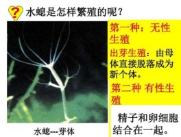 新 和 成（成母和新母有啥区别？）