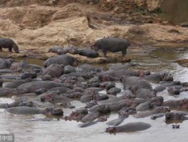 河马社区，大兴区庞各庄河马公舍有人知道什么情况吗？