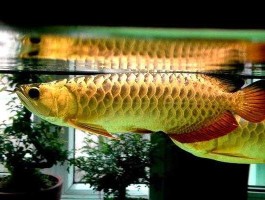 金龙鱼 82年的金龙鱼是什么意思？