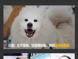 深圳萨摩耶 省呗是干嘛的，有什么作用？