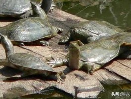 甲鱼（已有鳖是什么意思？）