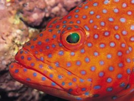 深海鱼种类 深海鱼品种？