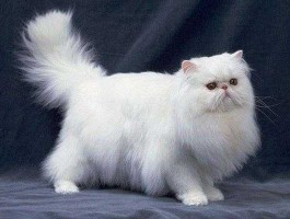 波斯猫多少钱一只（养波斯猫贵吗!最便宜多少钱一只？）