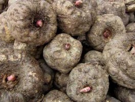 天南星价格，今年魔芋市场行情？