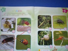 什么是益虫？益虫如何捉害虫？