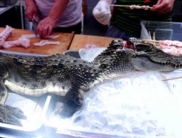 鳄鱼肉价格，鳄鱼价格多少钱一斤鳄鱼肉多少钱一斤？