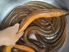 鳝鱼价格 浙江黄鳝为什么贵？