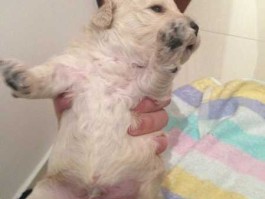 喷狗吧，杀虫剂喷在小狗身上有什么危？