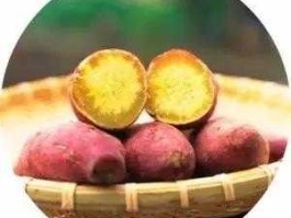 博士地瓜 北方是寒露出地瓜还是霜降出地瓜？