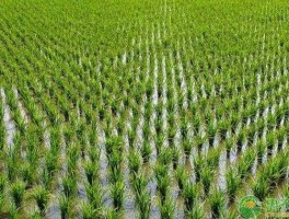 水稻种植 水稻种植技术？