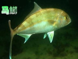 深海鱼都有哪些？什么深海鱼？
