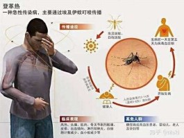 蚊子的危害（蚊子的主要危害是什么？）