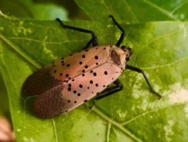 婵真适合什么年龄？斑衣蜡蝉可以食用吗它的好处和坏处？