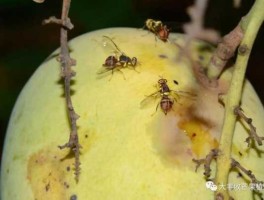 果蝇的危害？桃树上的果蝇怎么消灭？