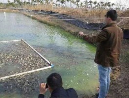 泥鳅池塘养殖，水池养泥鳅的正确方法？