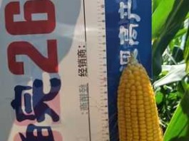 国农科技（华皖617这个玉米品种咋样？）